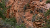 PICTURES/Leaving Zion on Mt. Carmel Hwy/t_Bighorn Sheep-Male3.JPG